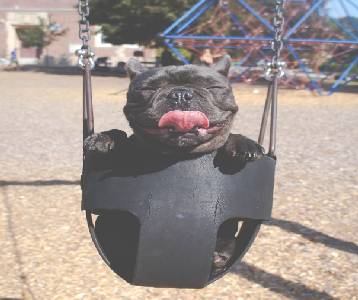 A dog sits in a swing and is happy