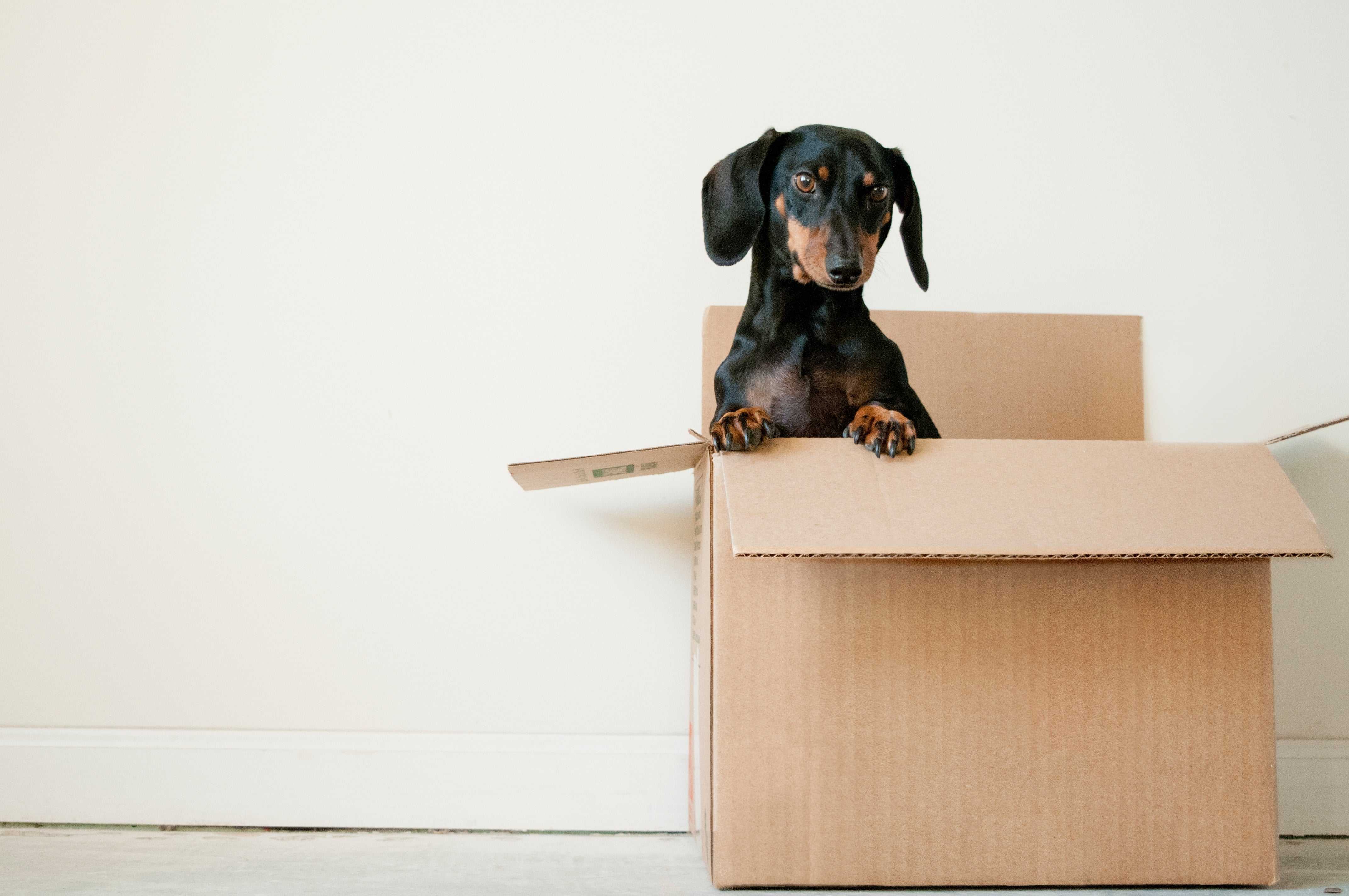 A sausage dog is propped up in a moving box
